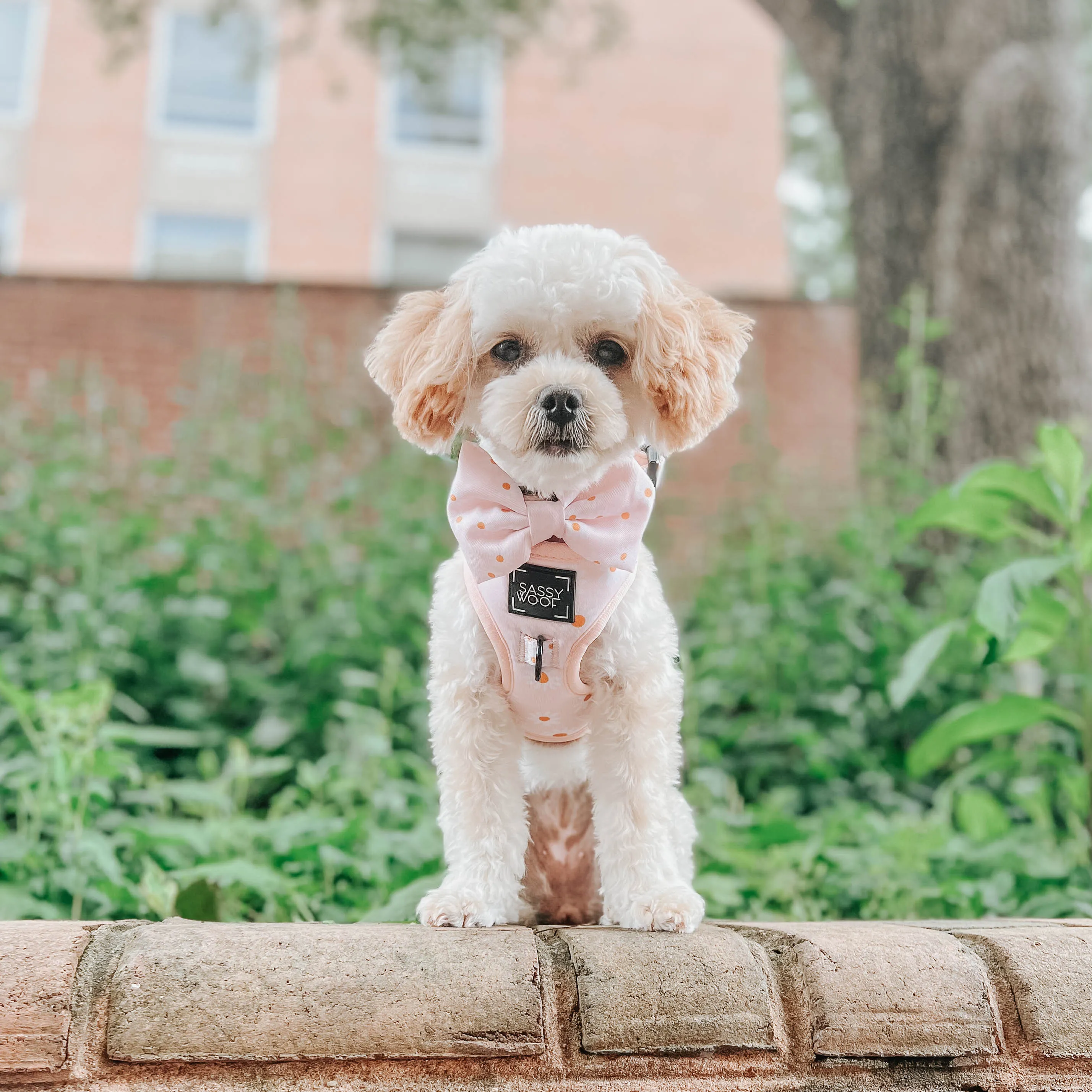 Dog Adjustable Harness - Dainty Daisy