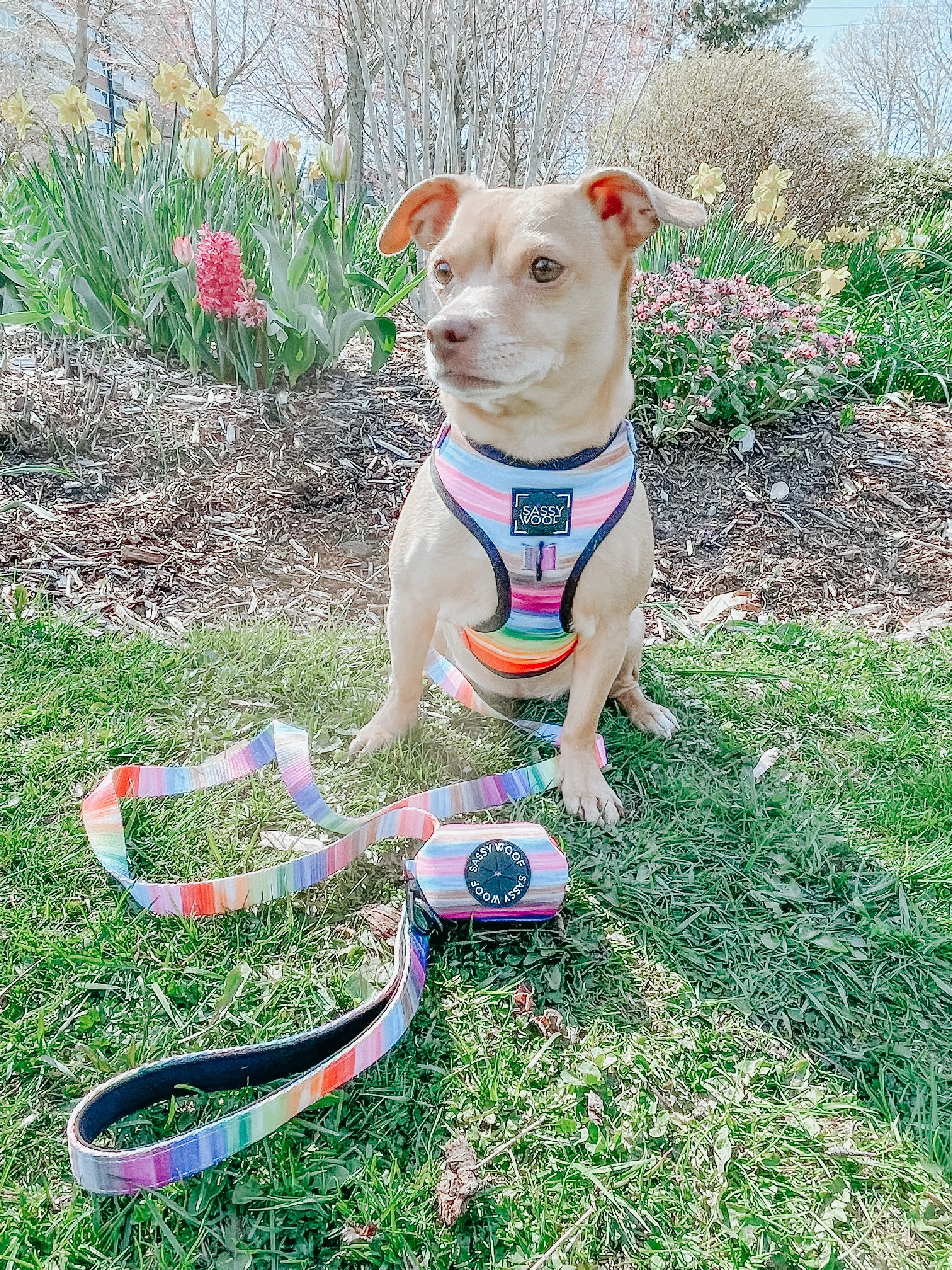 Dog Adjustable Harness - Love You Fur You