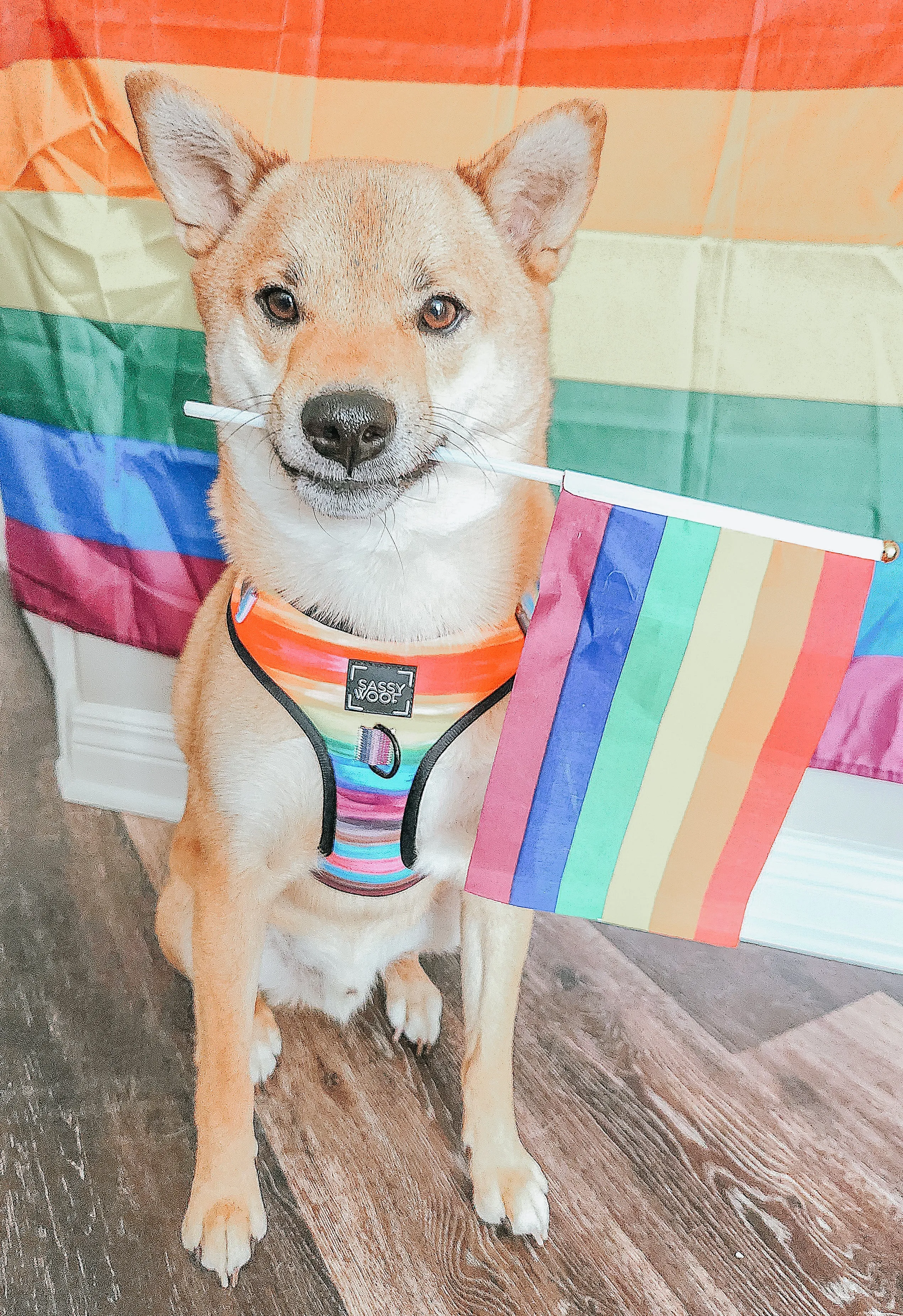 Dog Adjustable Harness - Love You Fur You