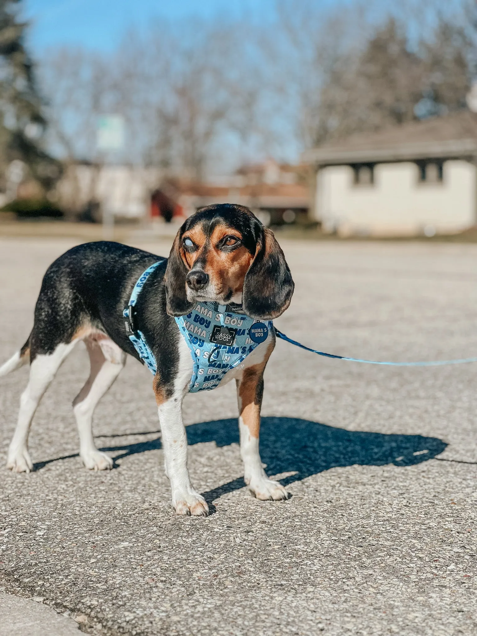 Dog Adjustable Harness - Mama's Boy
