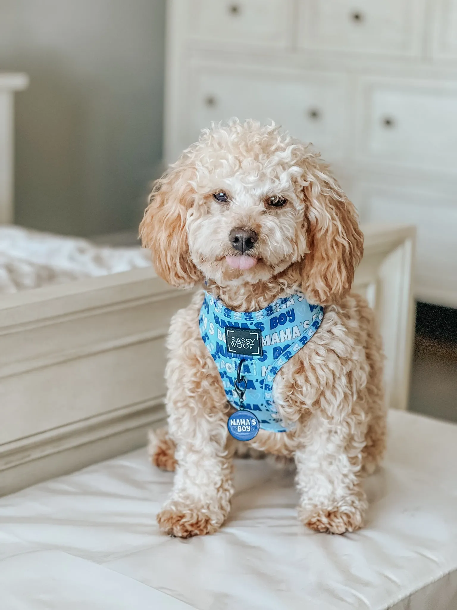 Dog Adjustable Harness - Mama's Boy