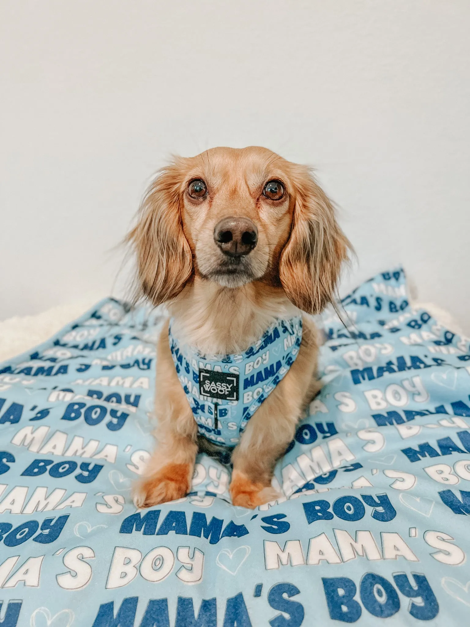 Dog Adjustable Harness - Mama's Boy