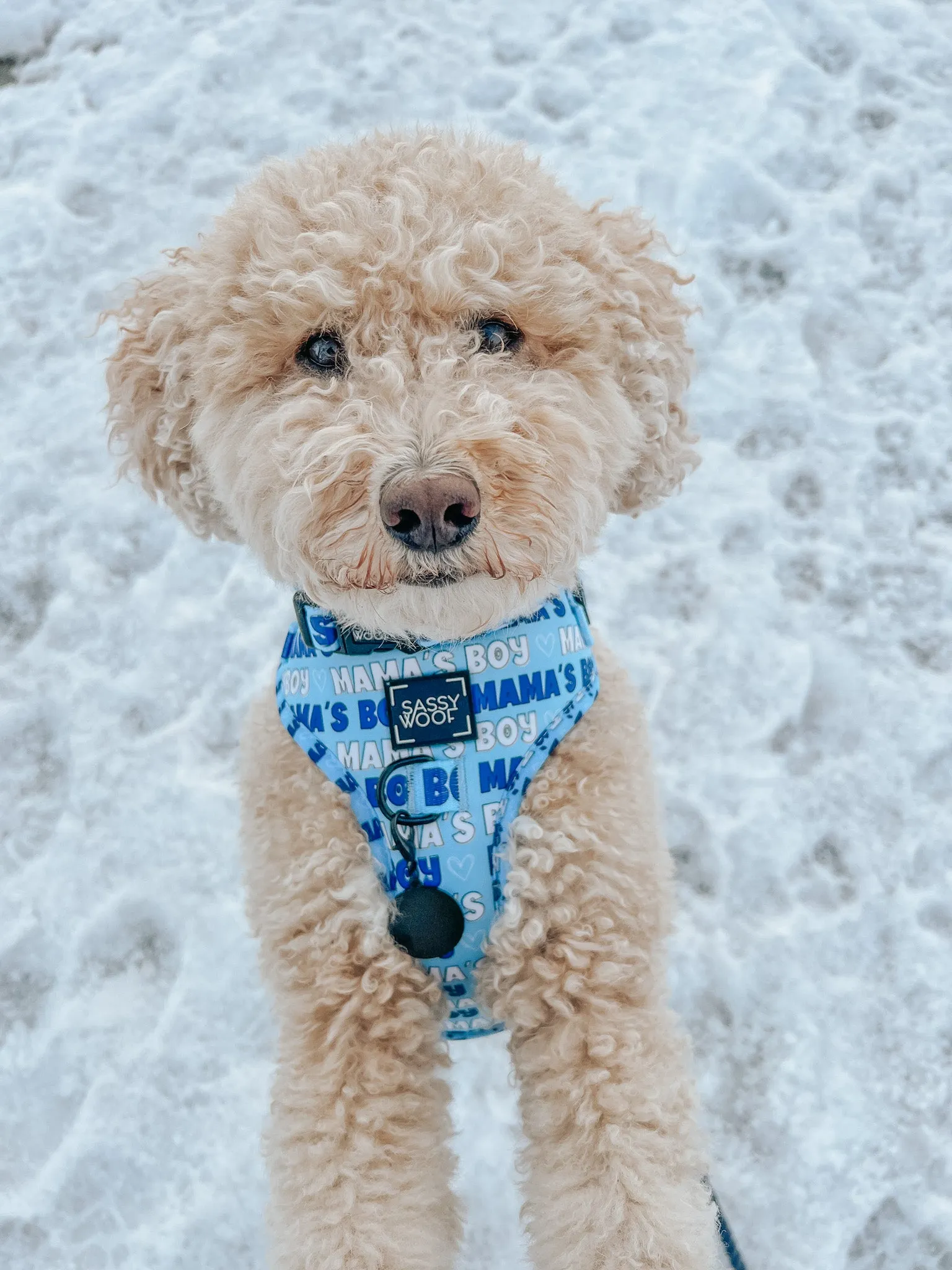 Dog Adjustable Harness - Mama's Boy