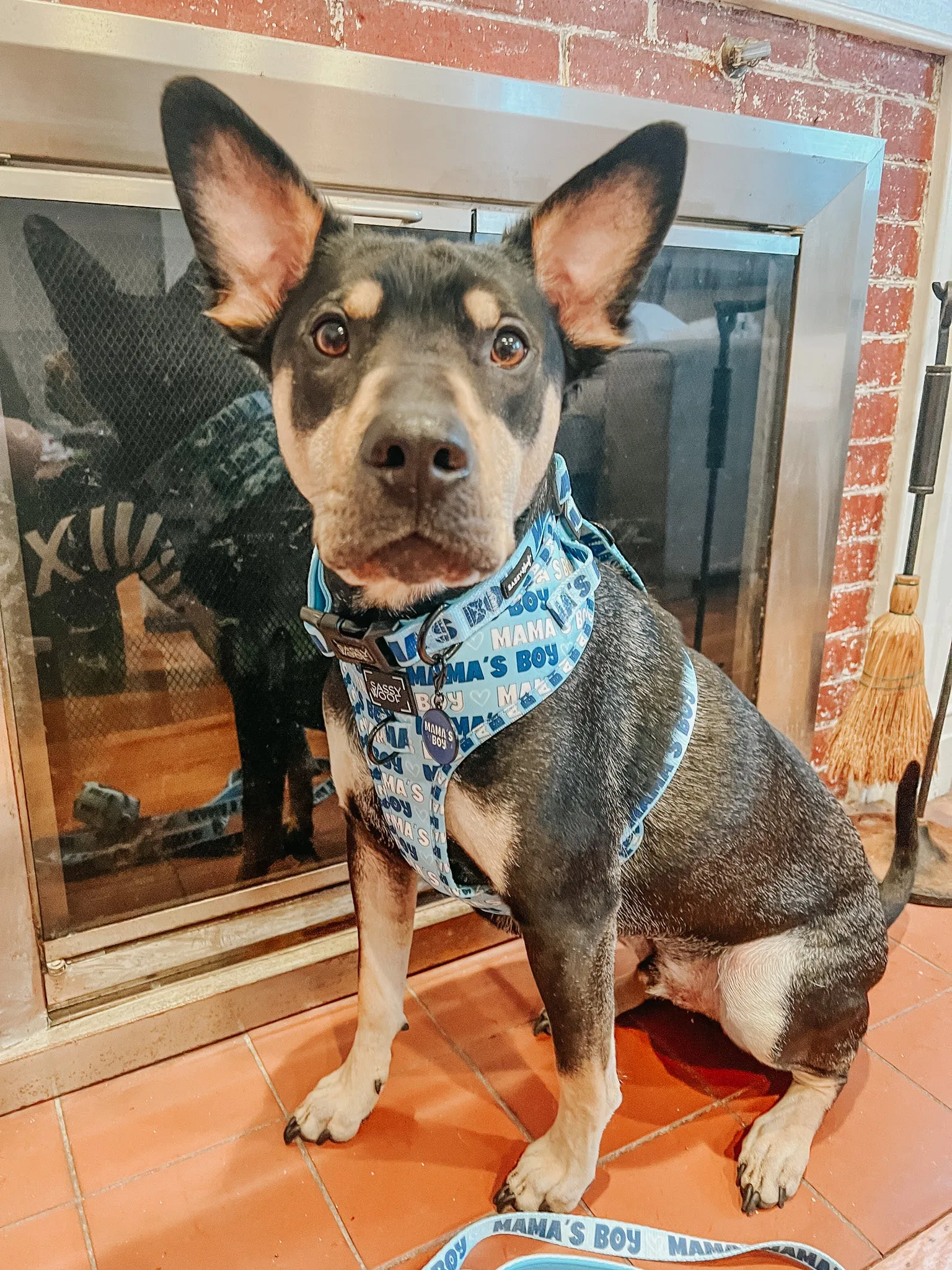Dog Adjustable Harness - Mama's Boy