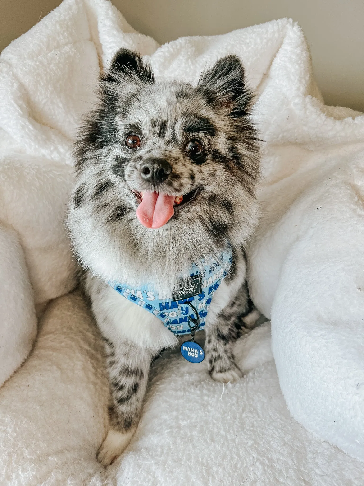 Dog Adjustable Harness - Mama's Boy