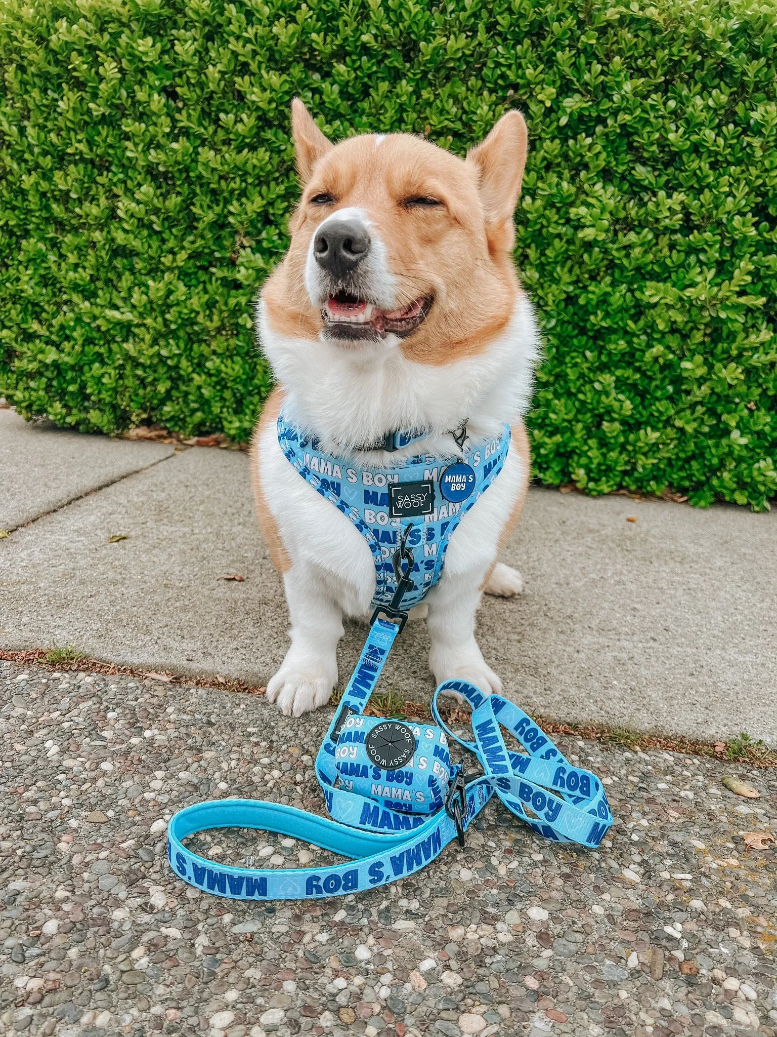Dog Adjustable Harness - Mama's Boy