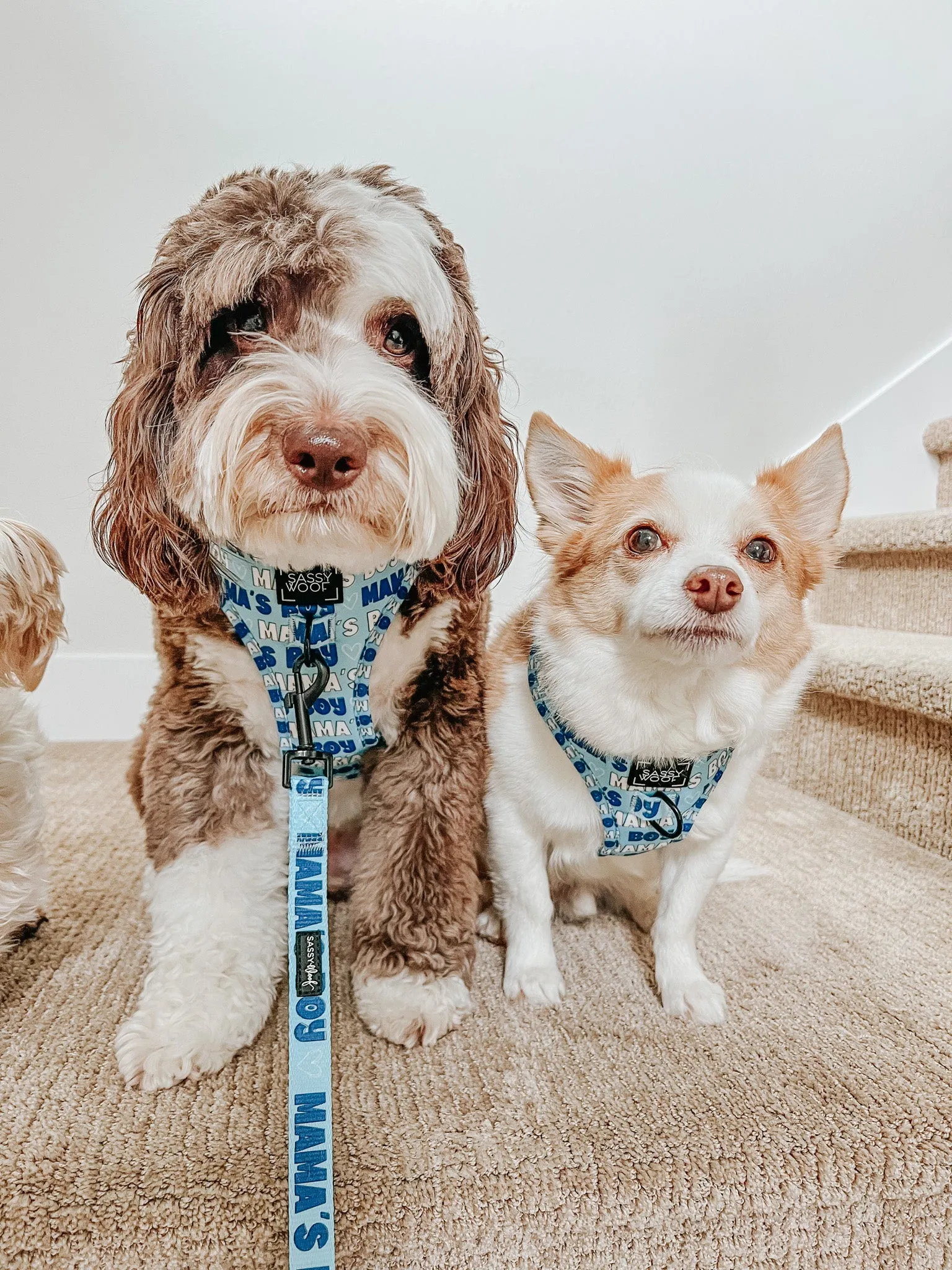 Dog Adjustable Harness - Mama's Boy