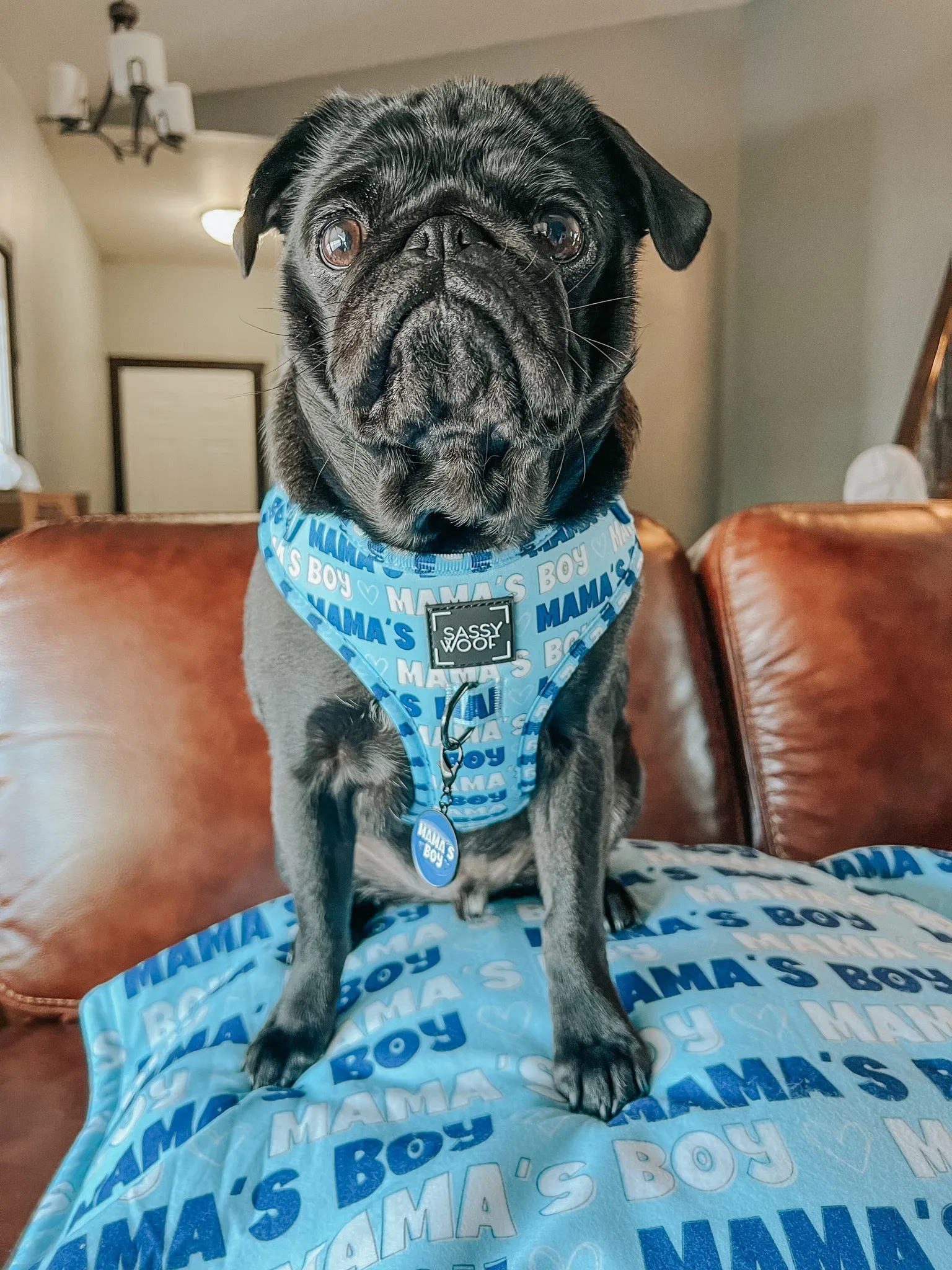 Dog Adjustable Harness - Mama's Boy
