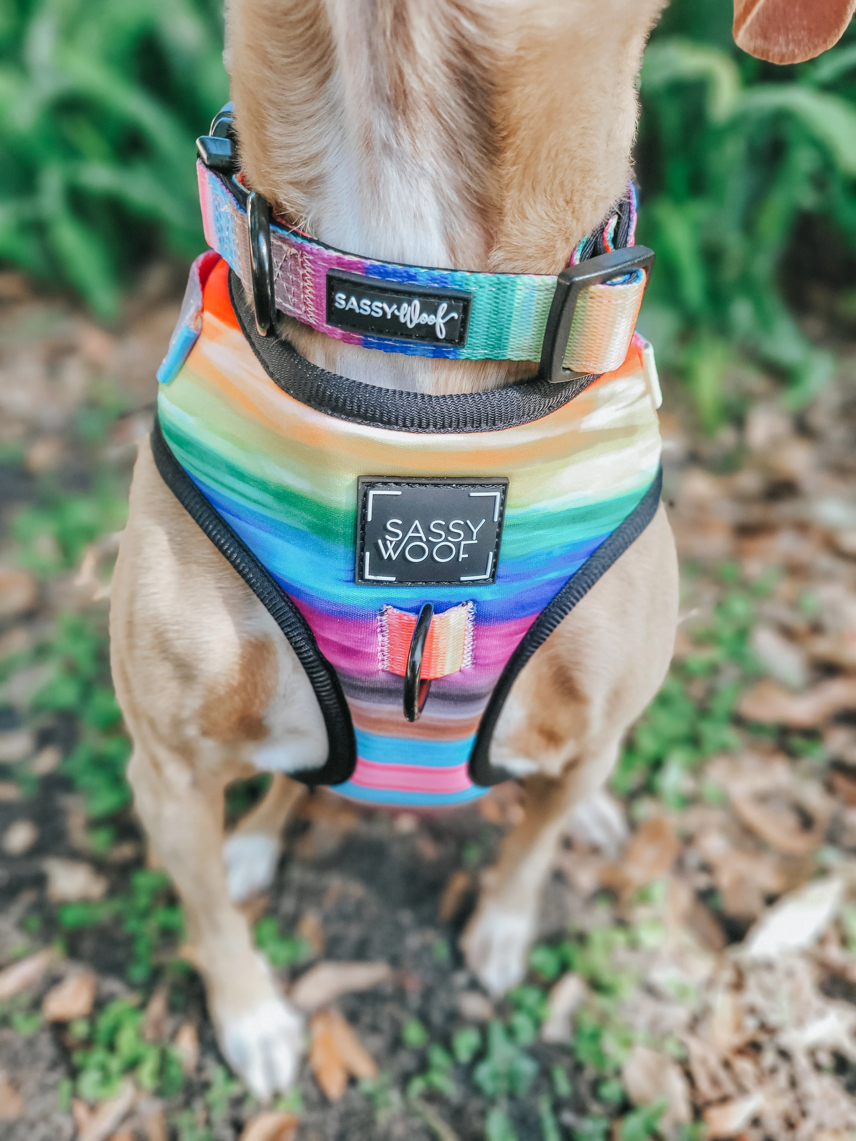 Dog Collar - Love You Fur You