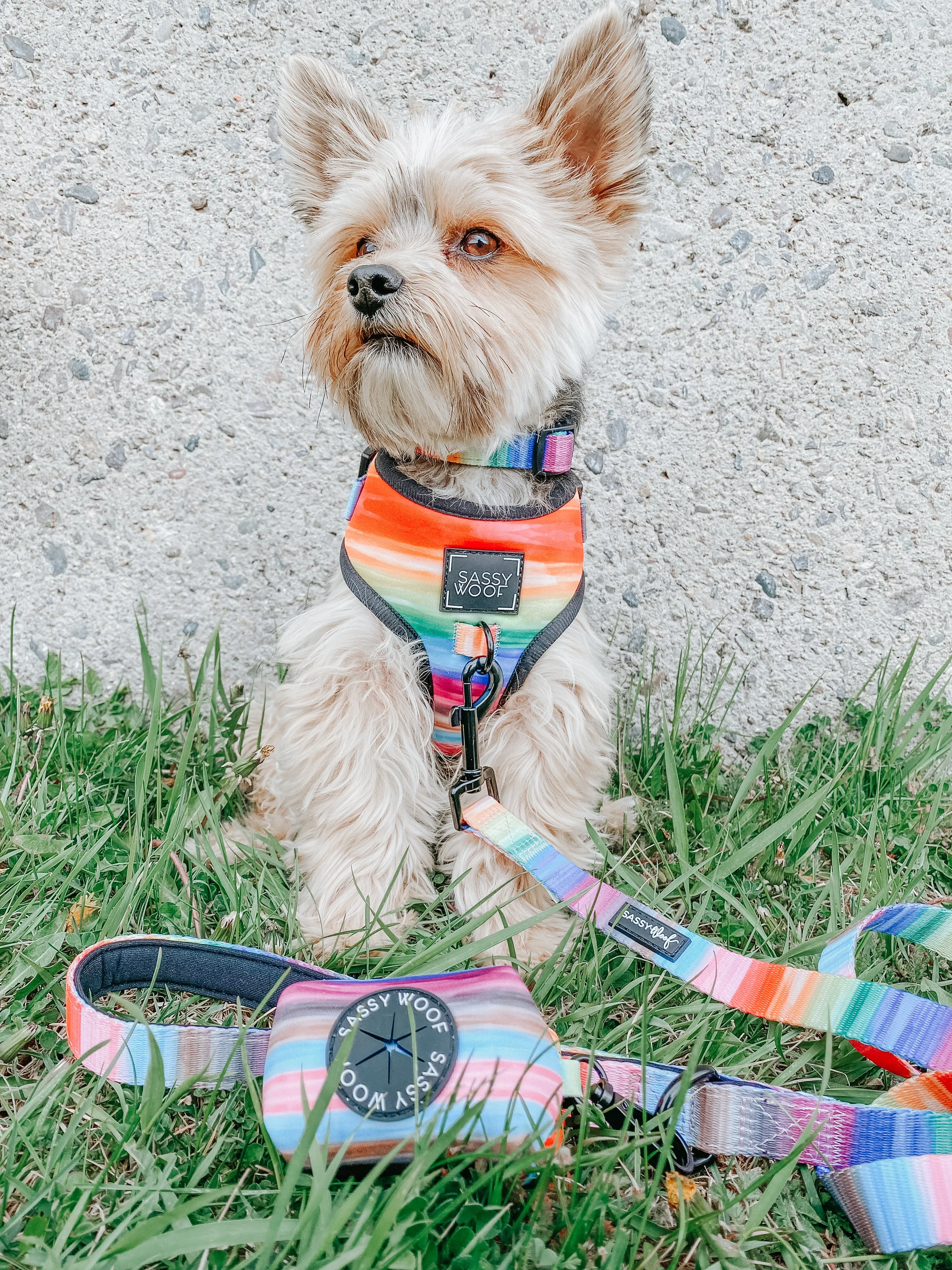 Dog Collar - Love You Fur You