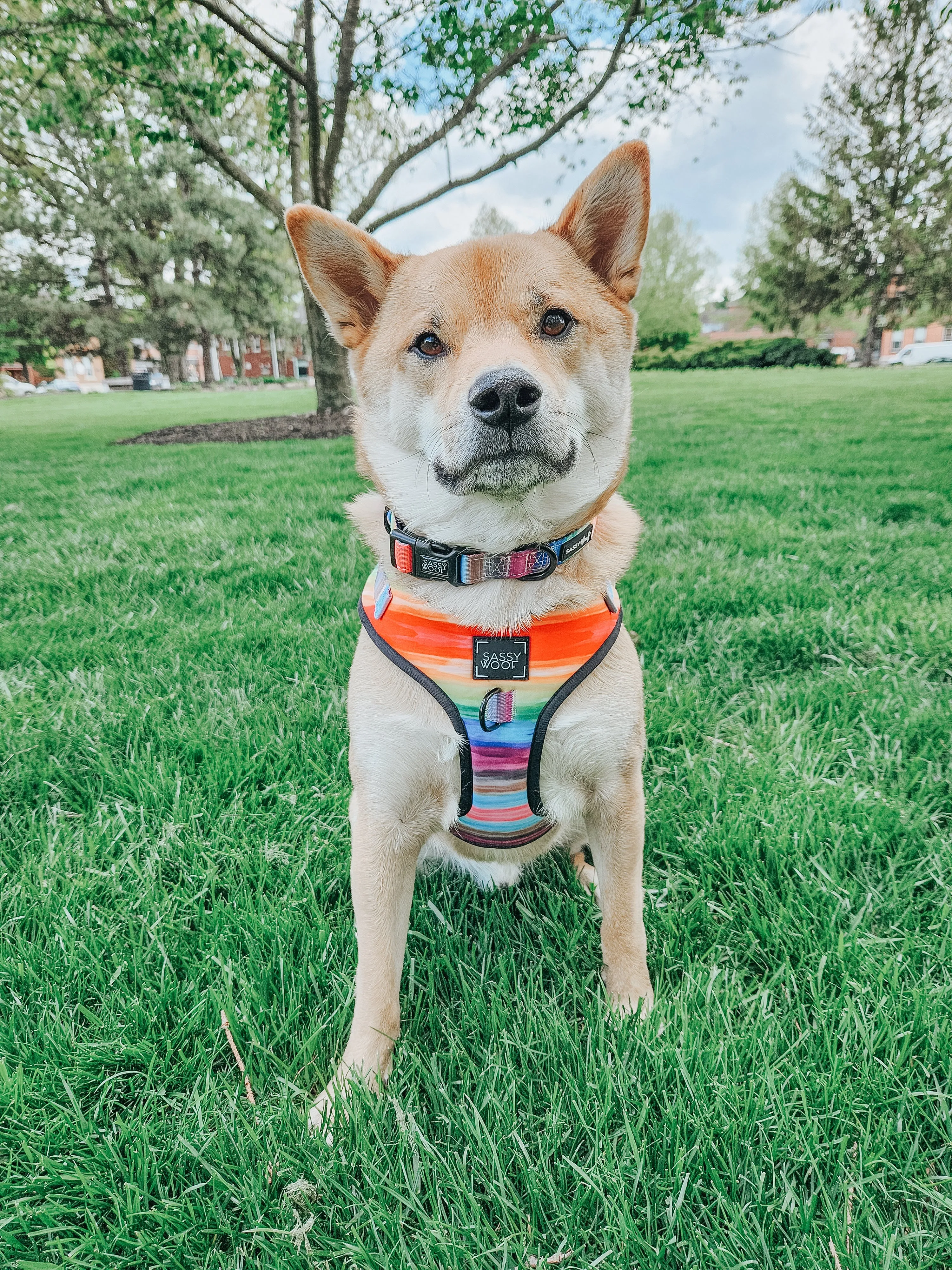Dog Collar - Love You Fur You