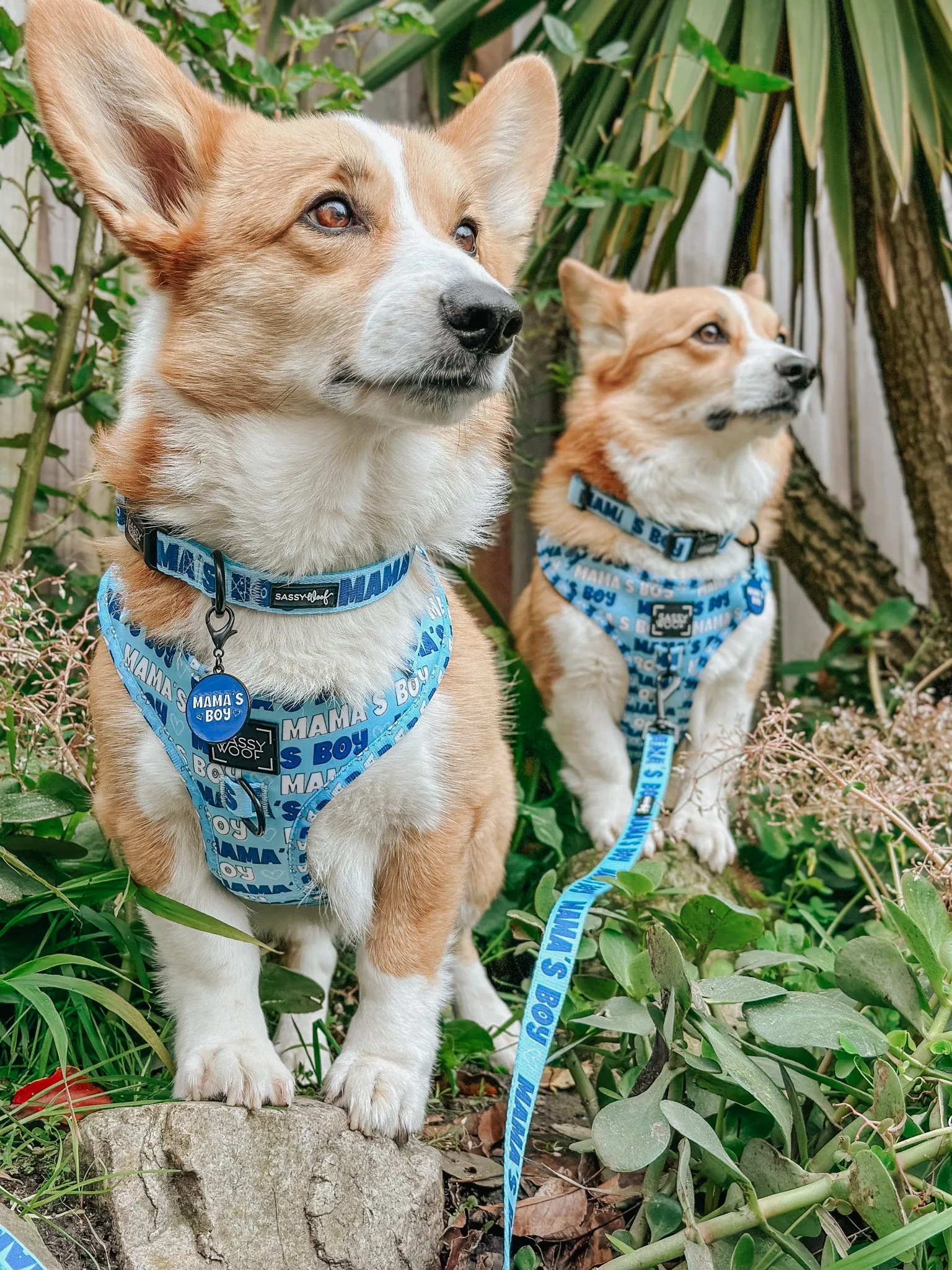 Dog Collar - Mama's Boy