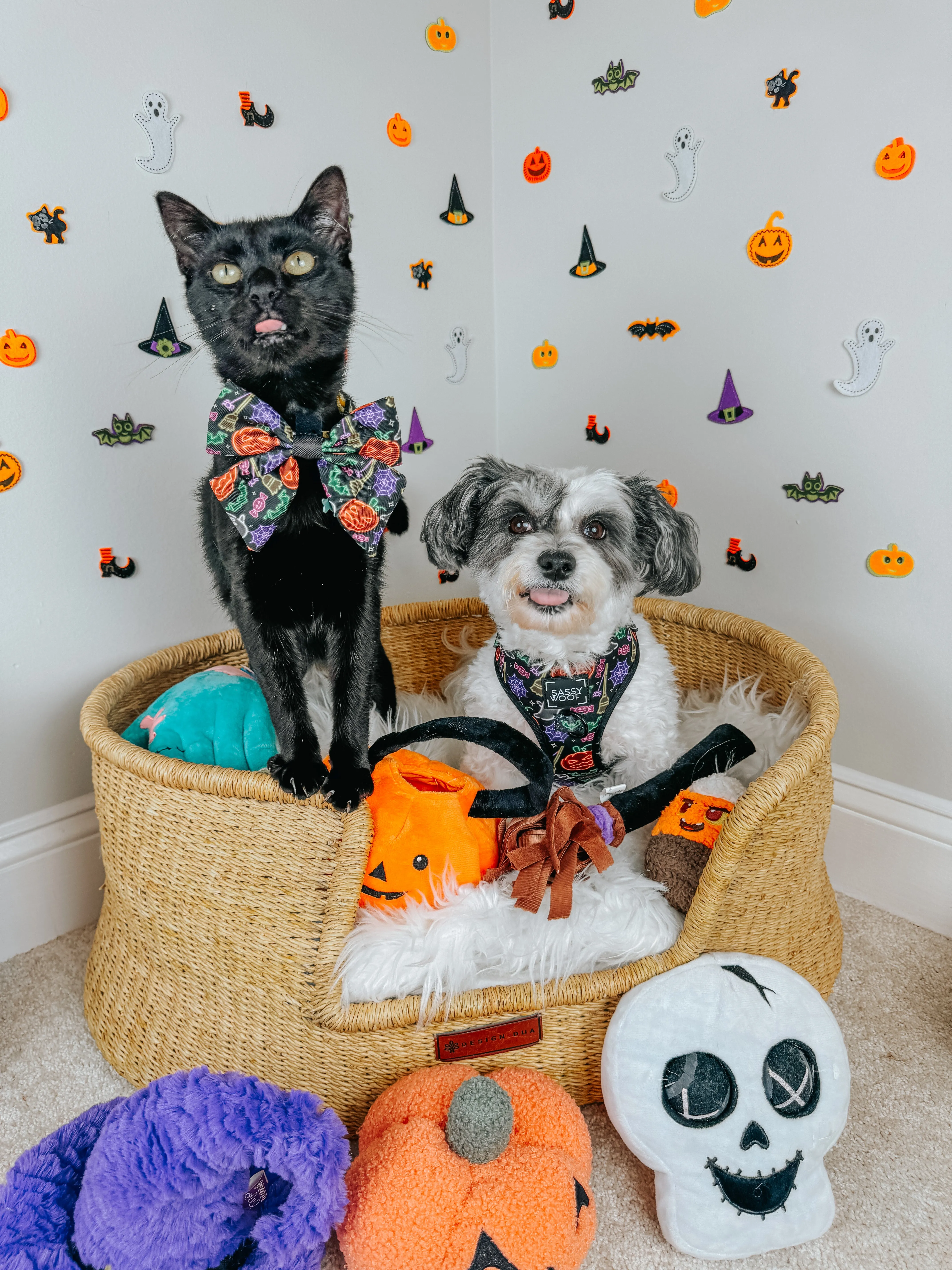 Dog Four Piece Bundle - Neon Frights