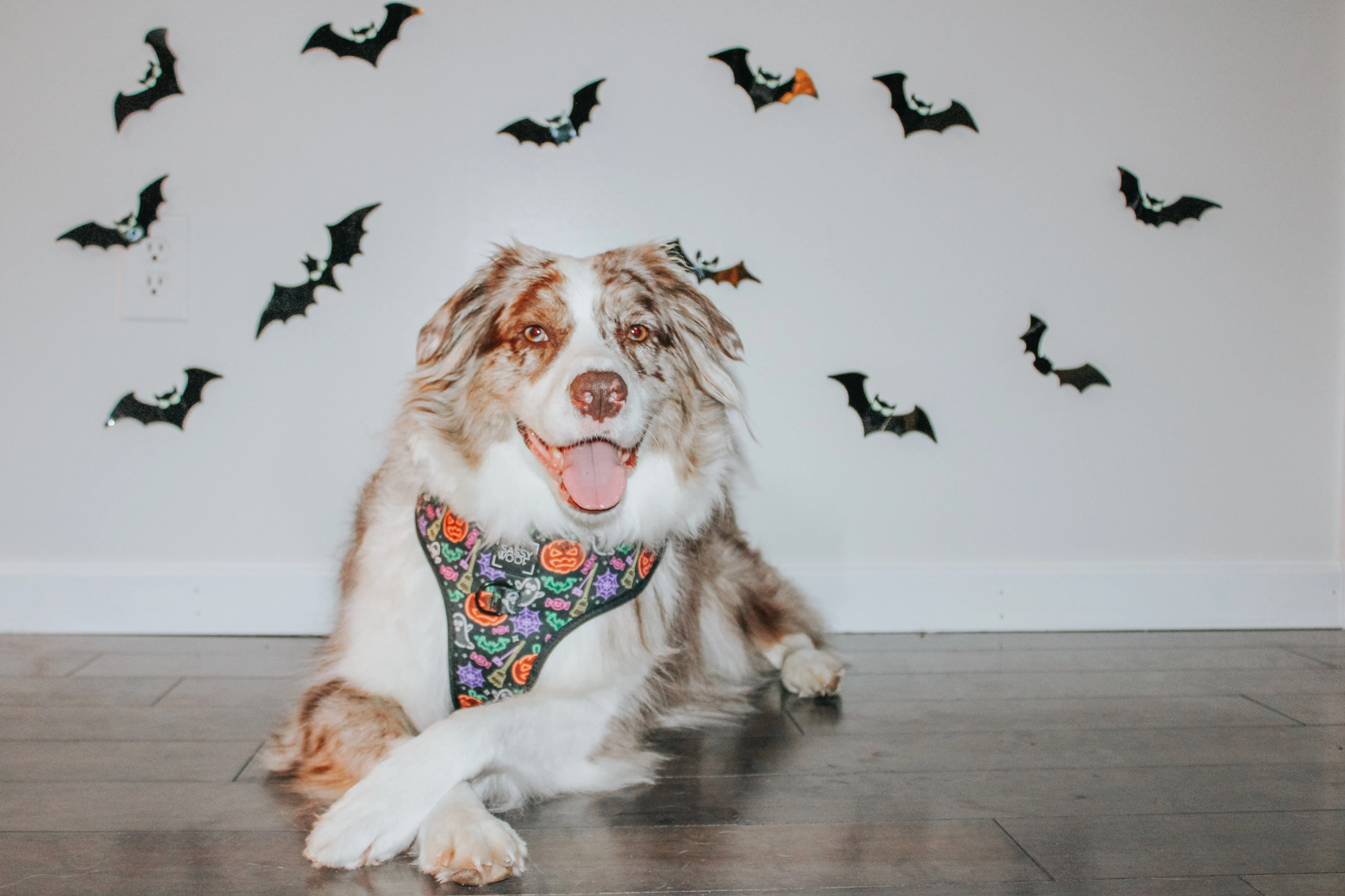 Dog Four Piece Bundle - Neon Frights