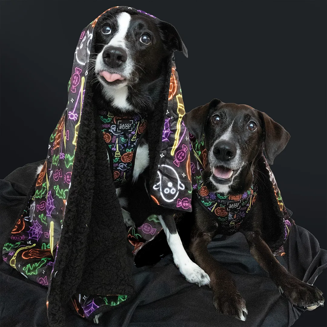 Dog Four Piece Bundle - Neon Frights