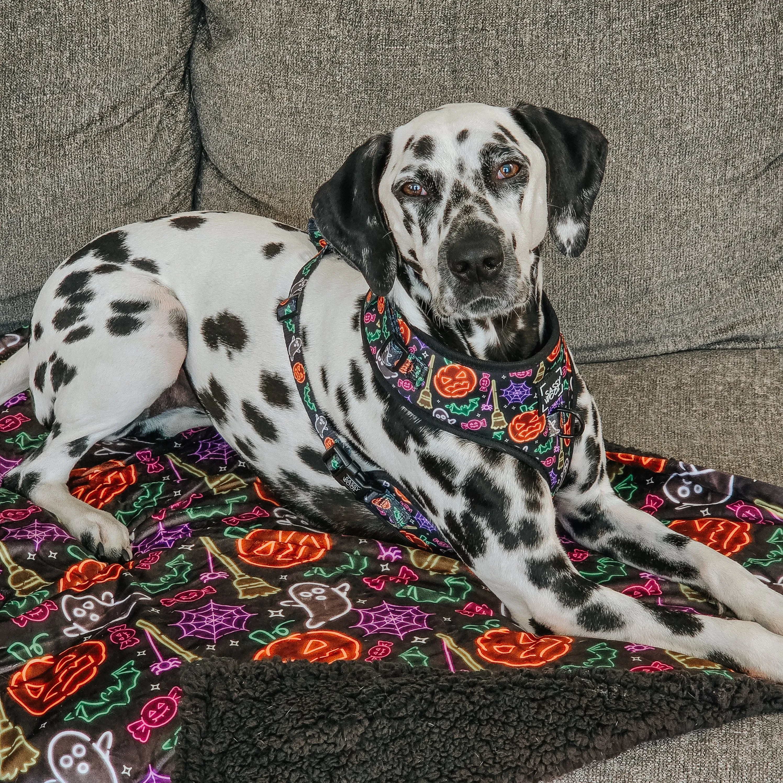 Dog Four Piece Bundle - Neon Frights