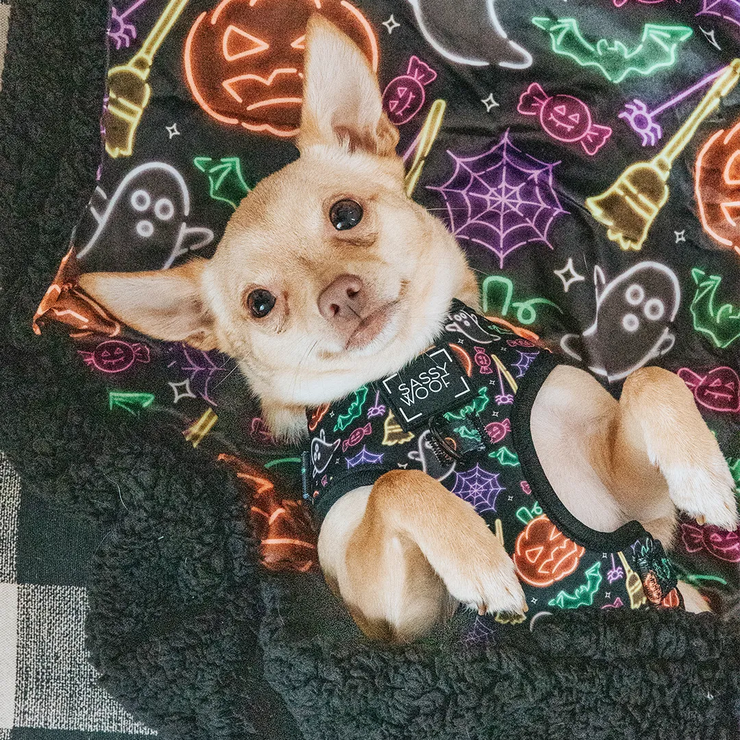Dog Four Piece Bundle - Neon Frights