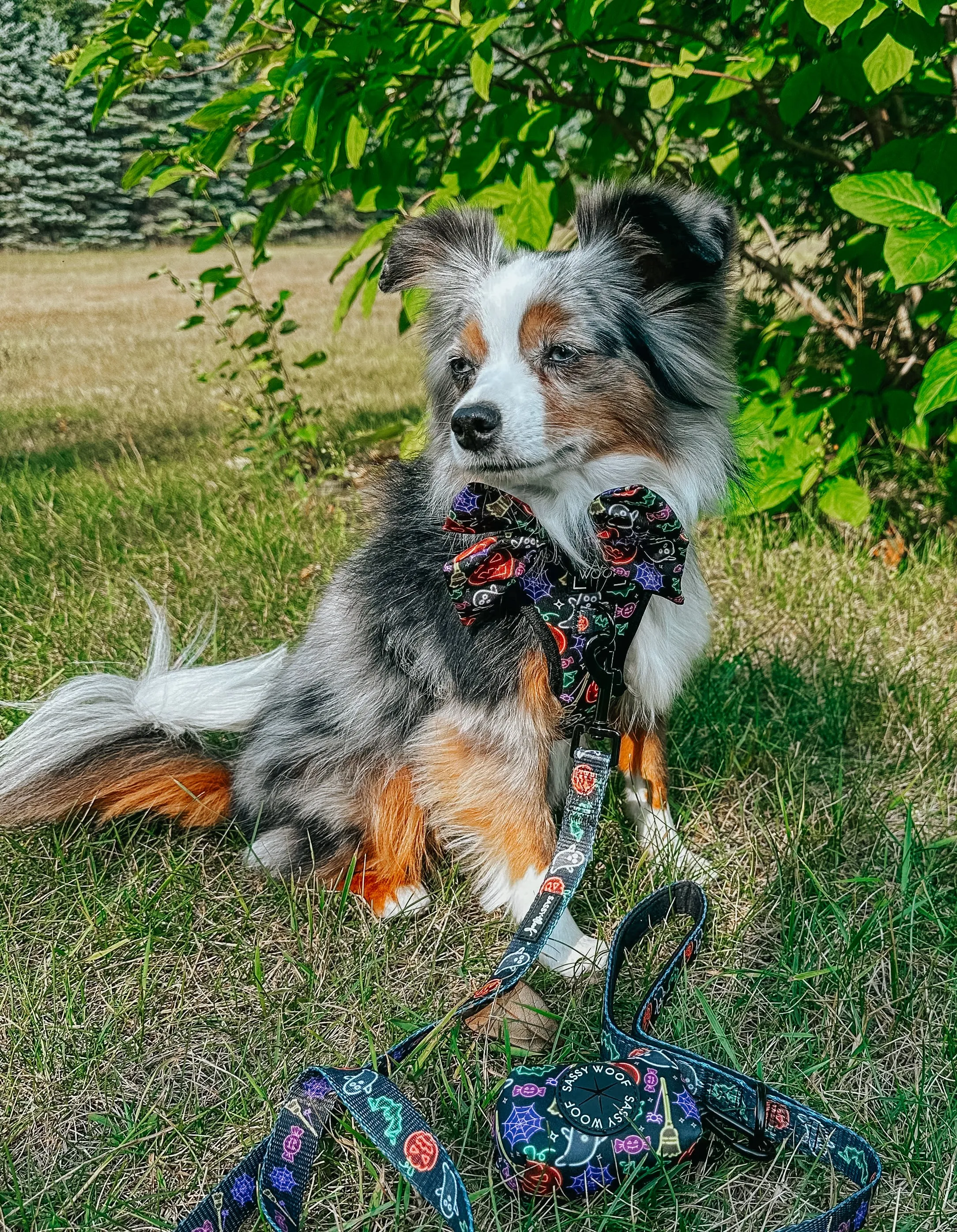 Dog Leash - Neon Frights