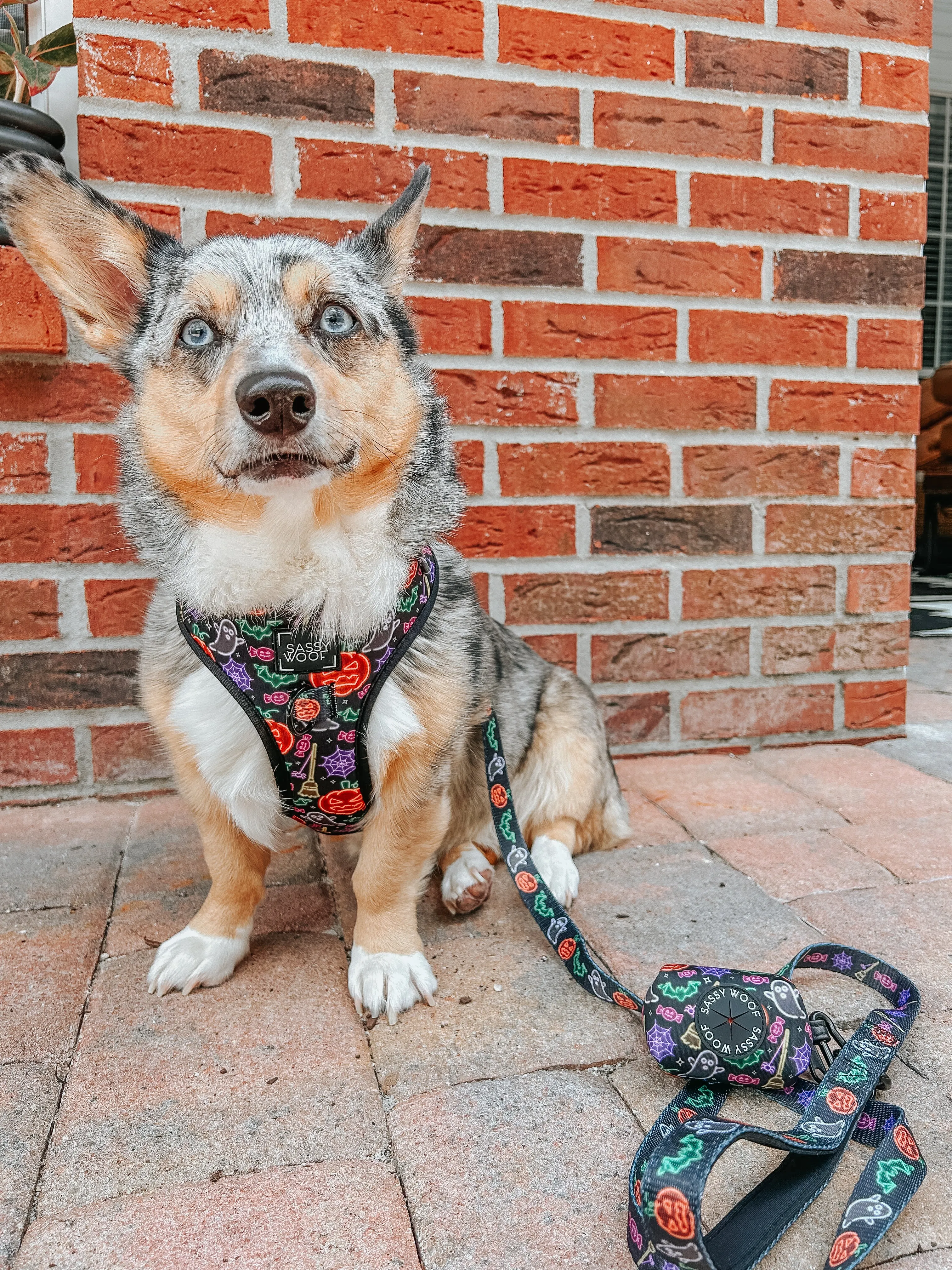 Dog Waste Bag Holder - Neon Frights